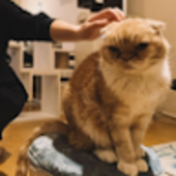 Meet your Posher, Grilled - Picture 1 of 1